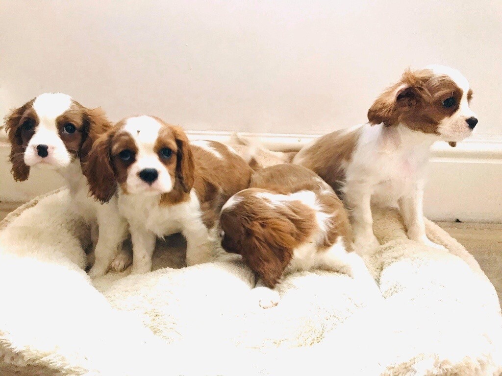 gumtree king charles